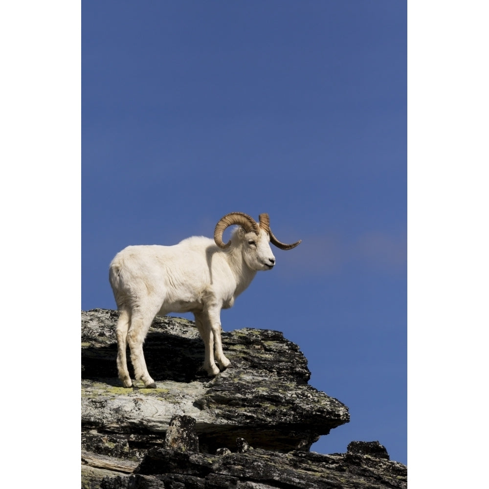 Dall sheep ram in Denali National Park and Preserve in Interior Alaska spring Poster Print by Doug Lindstrand / Design Image 2