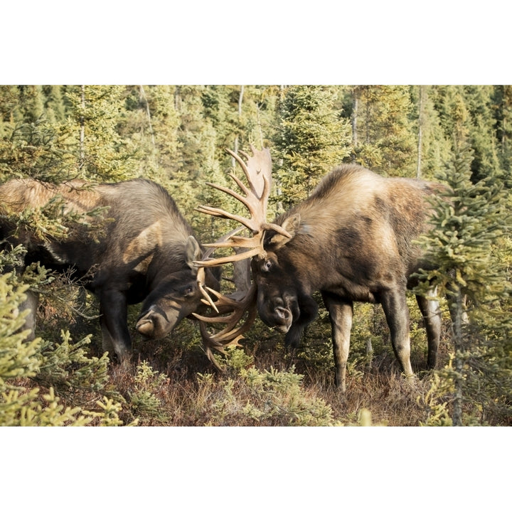 Bull moose fighting with antlers in autumn; Anchorage Alaska United States of America Poster Print by Do Image 1