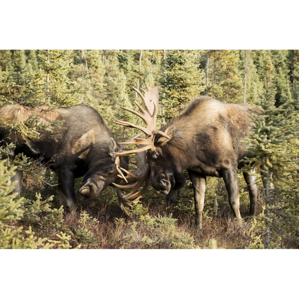 Bull moose fighting with antlers in autumn; Anchorage Alaska United States of America Poster Print by Do Image 2