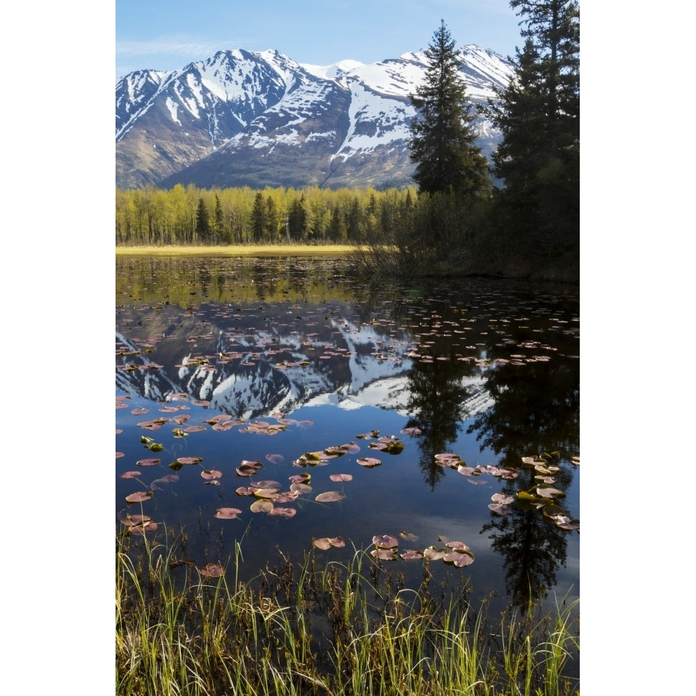 Scenic view of lily pads on a pond with the Chugach mountains in the background Southcentral Alaska spring Poster Prin Image 2