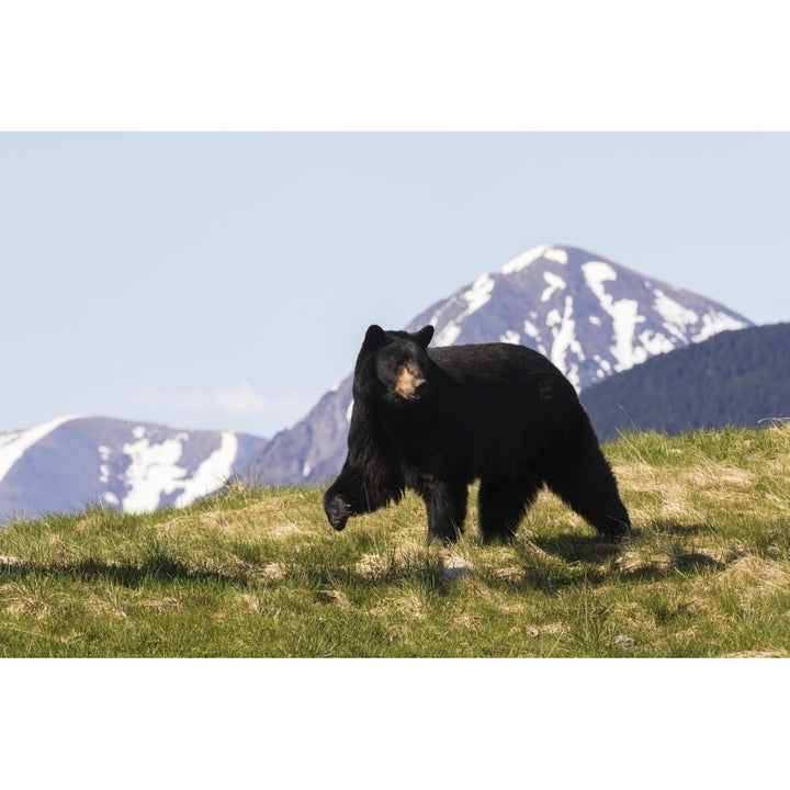 Mature Black bear walking over grass with peaked mountains in the background captive at the Alaska W Image 1