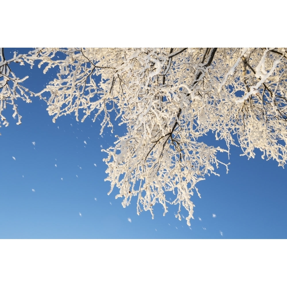 Tree branches covered in hoar frost against a blue sky; Anchorage Alaska United States of America Poster Print by Doug Image 2