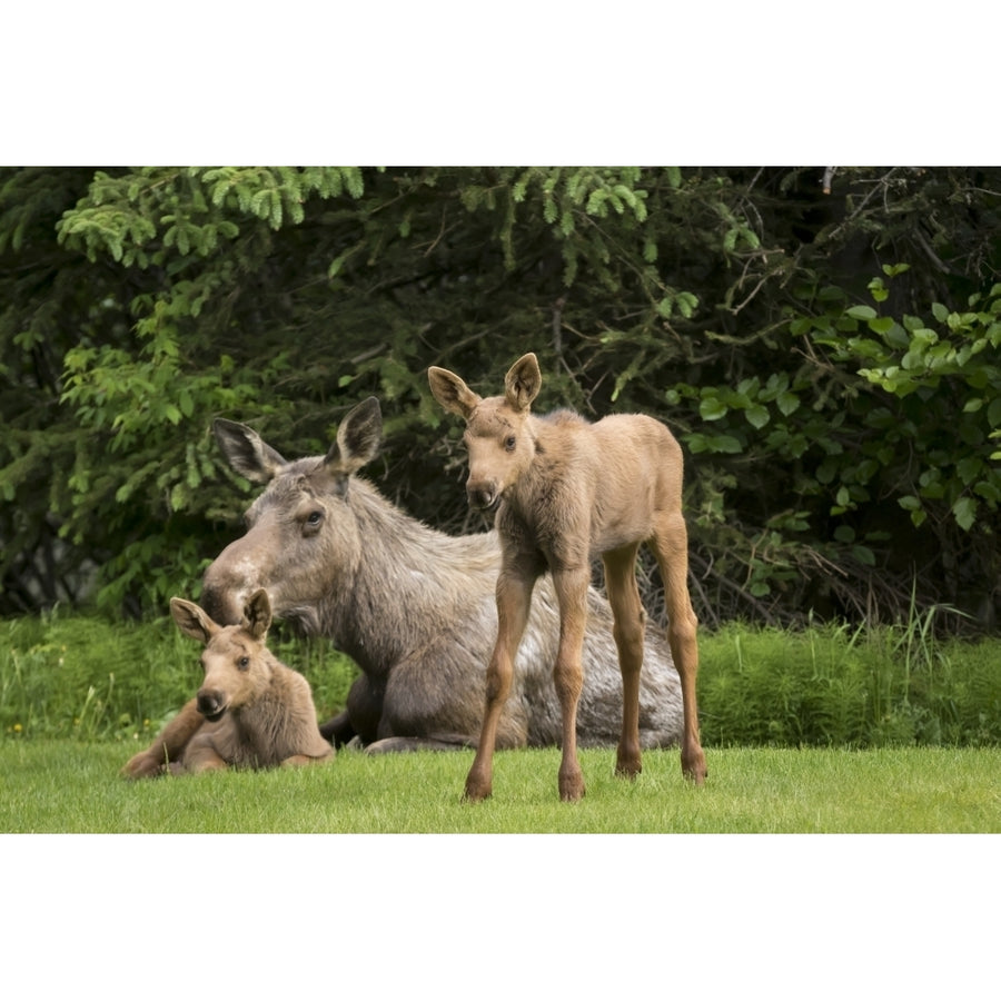 A cow moose relaxes on a lawn with her twin calves; Anchorage Alaska United States of America Poster Pri Image 1