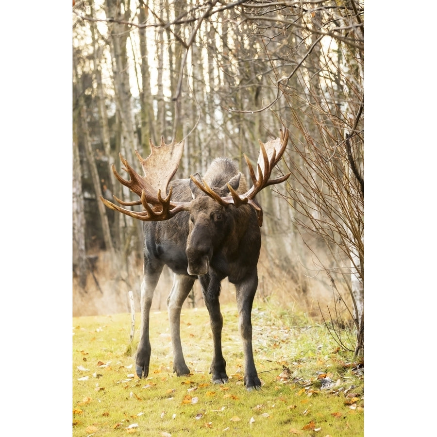 Bull moose on a cold morning in rutting season; Anchorage Alaska United States of America Poster Print b Image 1