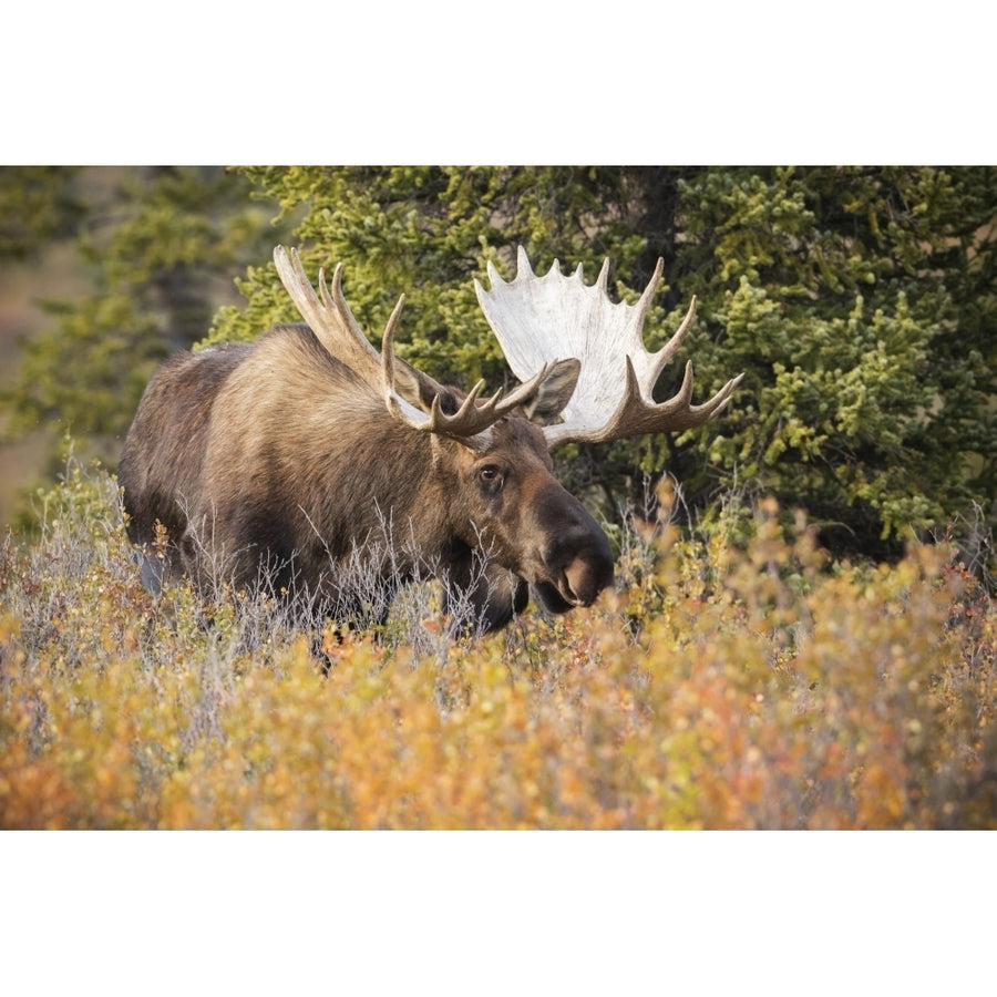 Bull moose in Denali National Park and Preserve autumn rut is just about to begin and the bulls are seeki Image 1