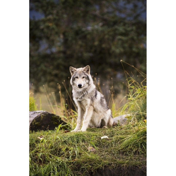 Grey wolf pup roams its enclosure captive at the Alaska Wildlife Conservation Center; Portage Alaska U Image 2