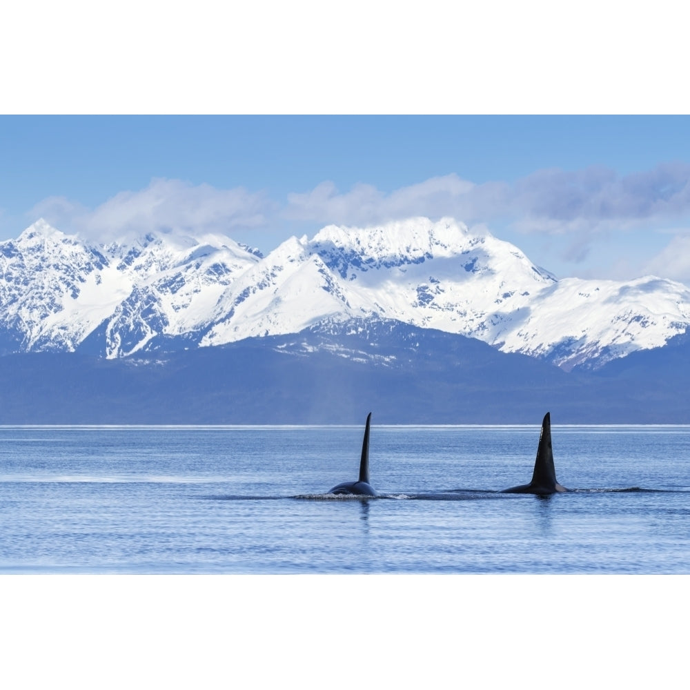 Two male Orca Whales or Killer Whales surface near Juneau in Lynn Canal Inside Passage; Alaska United Image 1