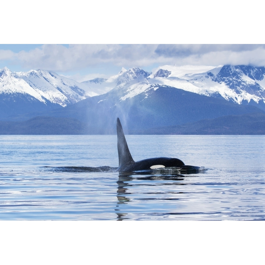 An Orca Whale surfaces near Juneau Lynn Canal Chilkat Mountains Inside Passage; Alaska Image 1