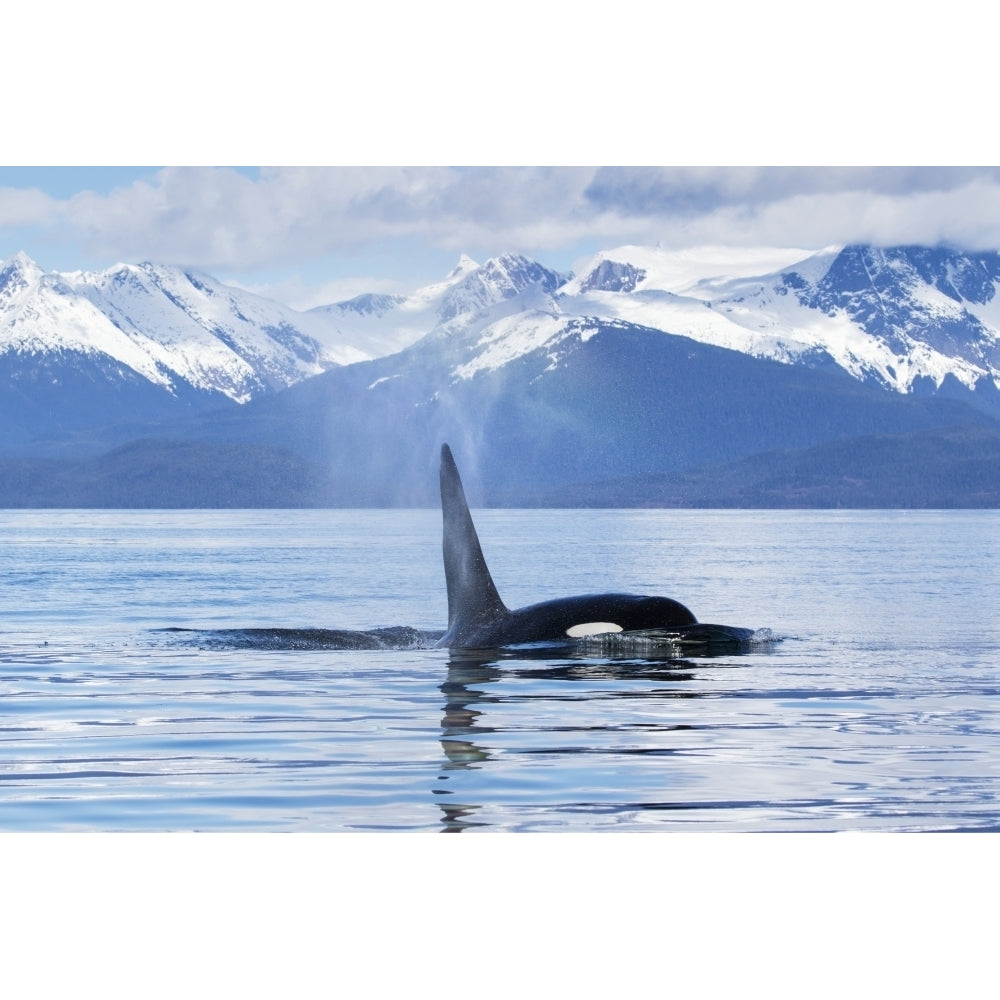 An Orca Whale surfaces near Juneau Lynn Canal Chilkat Mountains Inside Passage; Alaska Image 2