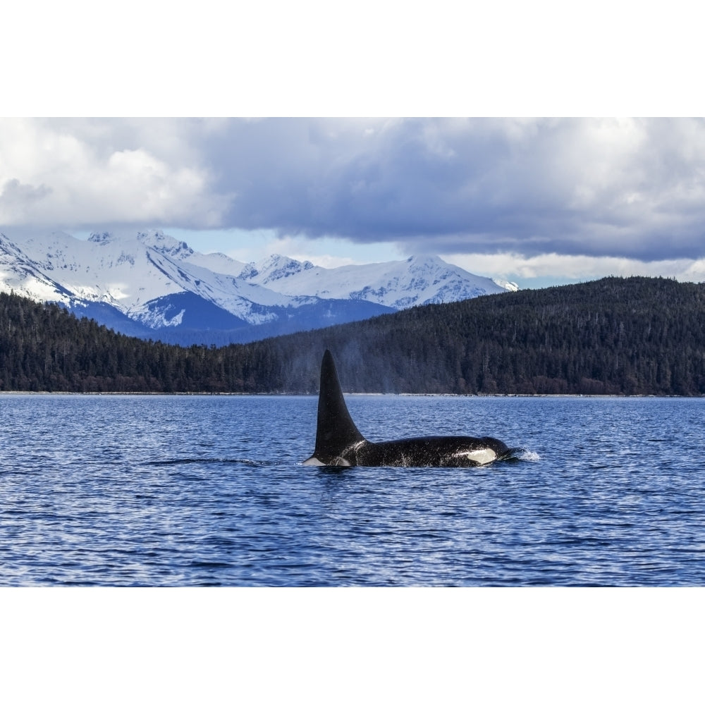 An Orca Whale or Killer Whale surface near Juneau in Lynn Canal Inside Passage; Alaska United States Image 1