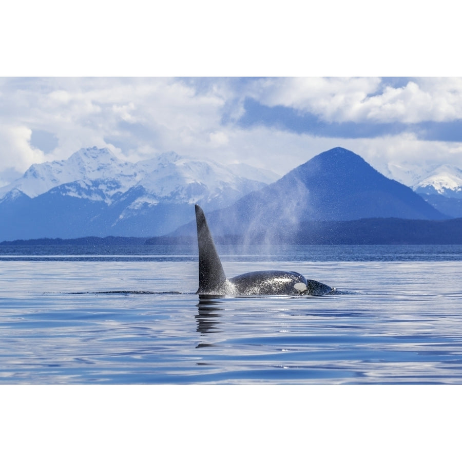 An Orca Whale surfaces near Juneau Lynn Canal Chilkat Mountains Inside Passage; Alaska Image 1