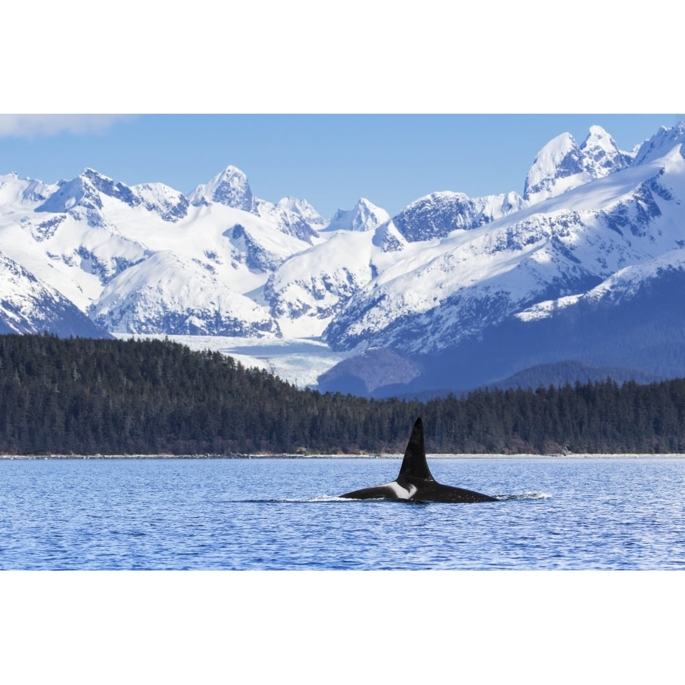 An Orca Whale male as indicated by the height of its dorsal fin surfaces in Lynn Canal Image 1