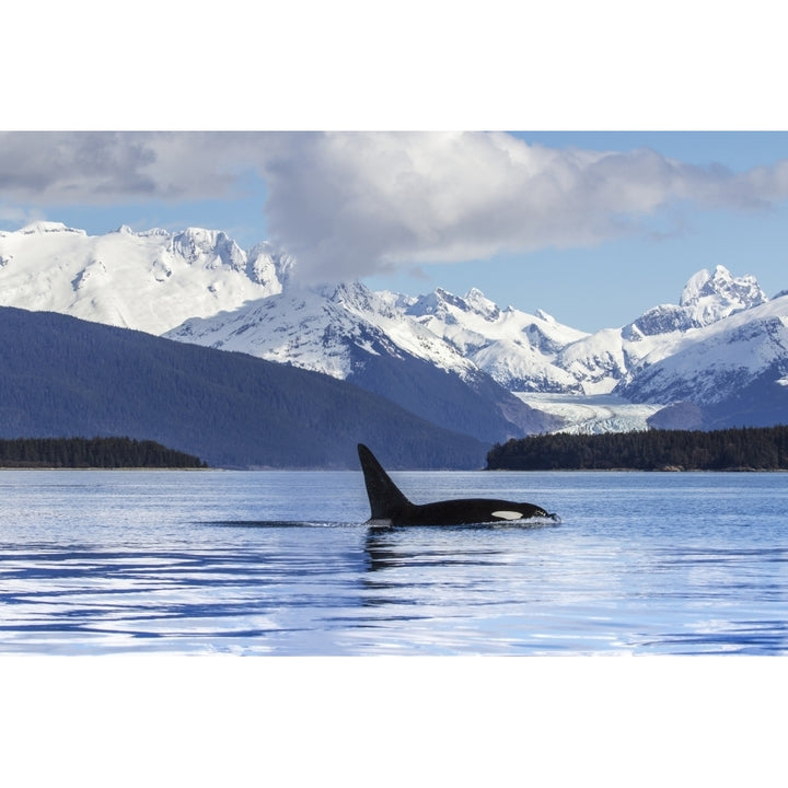 An Orca Whale surfaces in Lynn Canal Herbert Glacier Inside Passage; Alaska United Stat Image 1