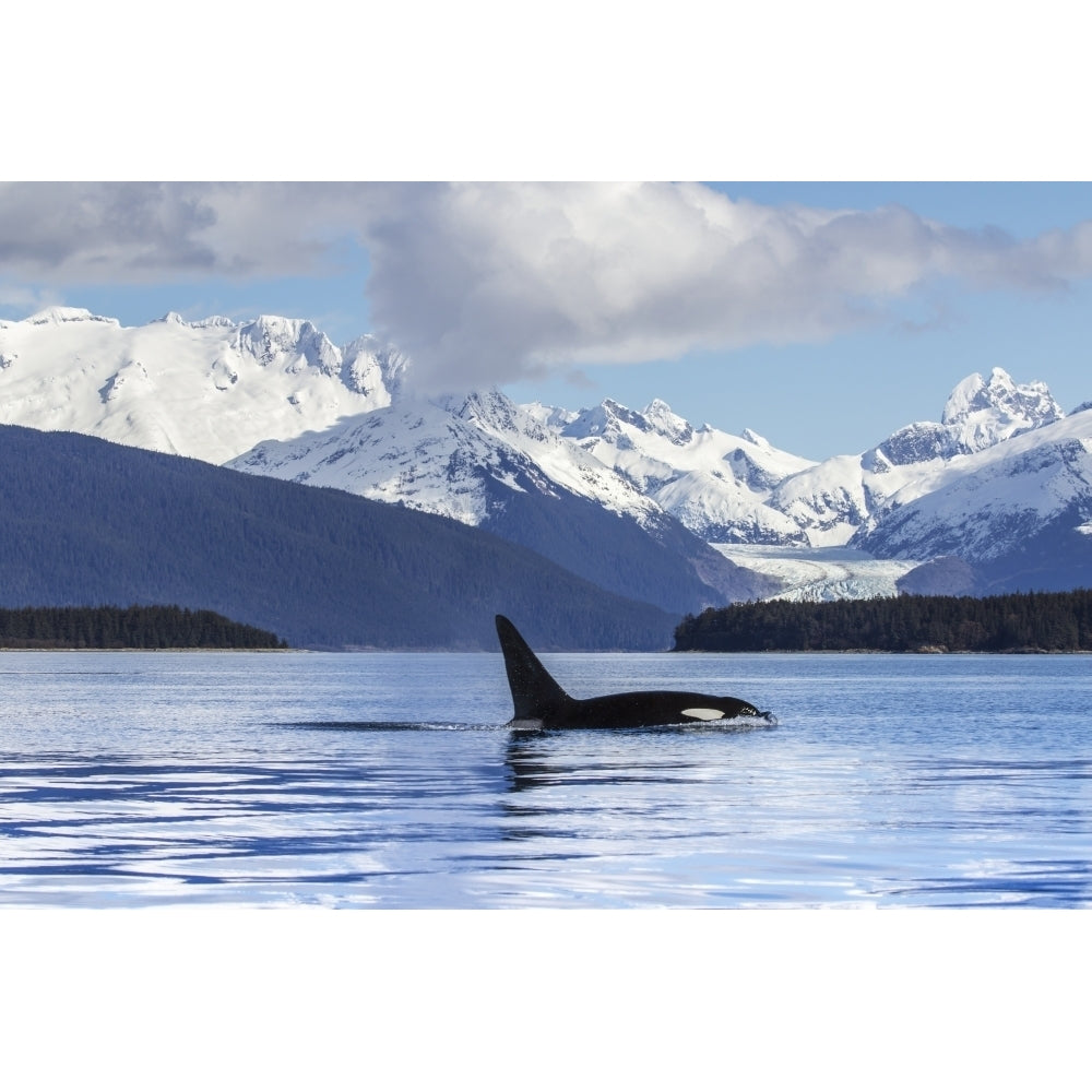 An Orca Whale surfaces in Lynn Canal Herbert Glacier Inside Passage; Alaska United Stat Image 2