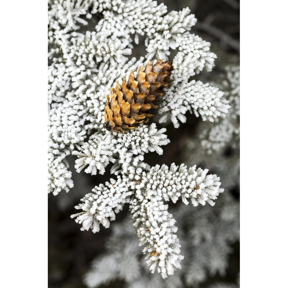 Close up of frosted evergreen tree needles with pine cone; Calgary Alberta Canada Poster Print by Michael Interisano / Image 2