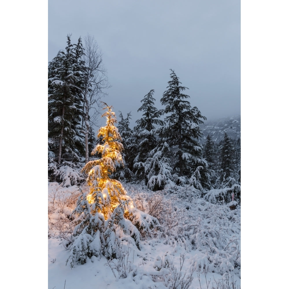 A festive Mountain Hemlock evergreen tree strung with white lights and covered in snow in a wintery landscape Kenai Mou Image 1