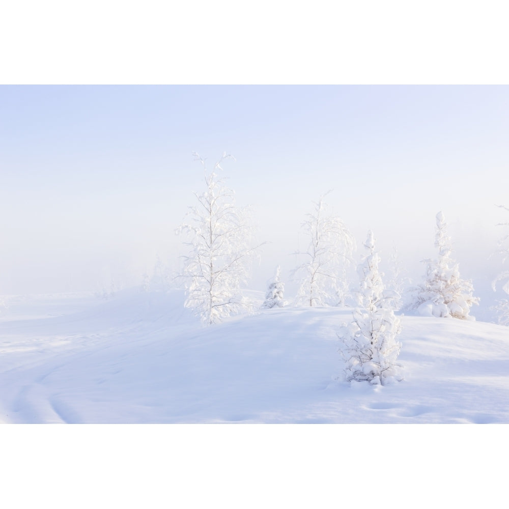 Snowy birch and evergreen trees in atmospheric landscape during sunrise in winter North Pole interior Alaska; Alaska Image 1