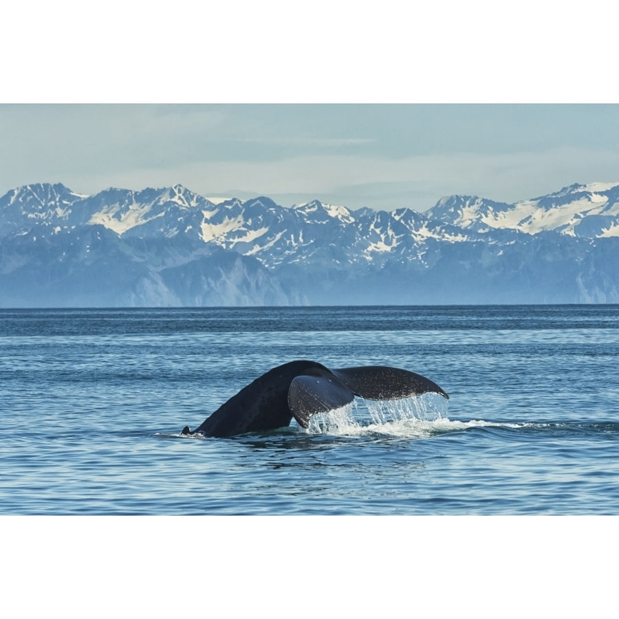 Humpback whale in Seward harbour; Seward Alaska United States of America Poster Print by Marg Image 1