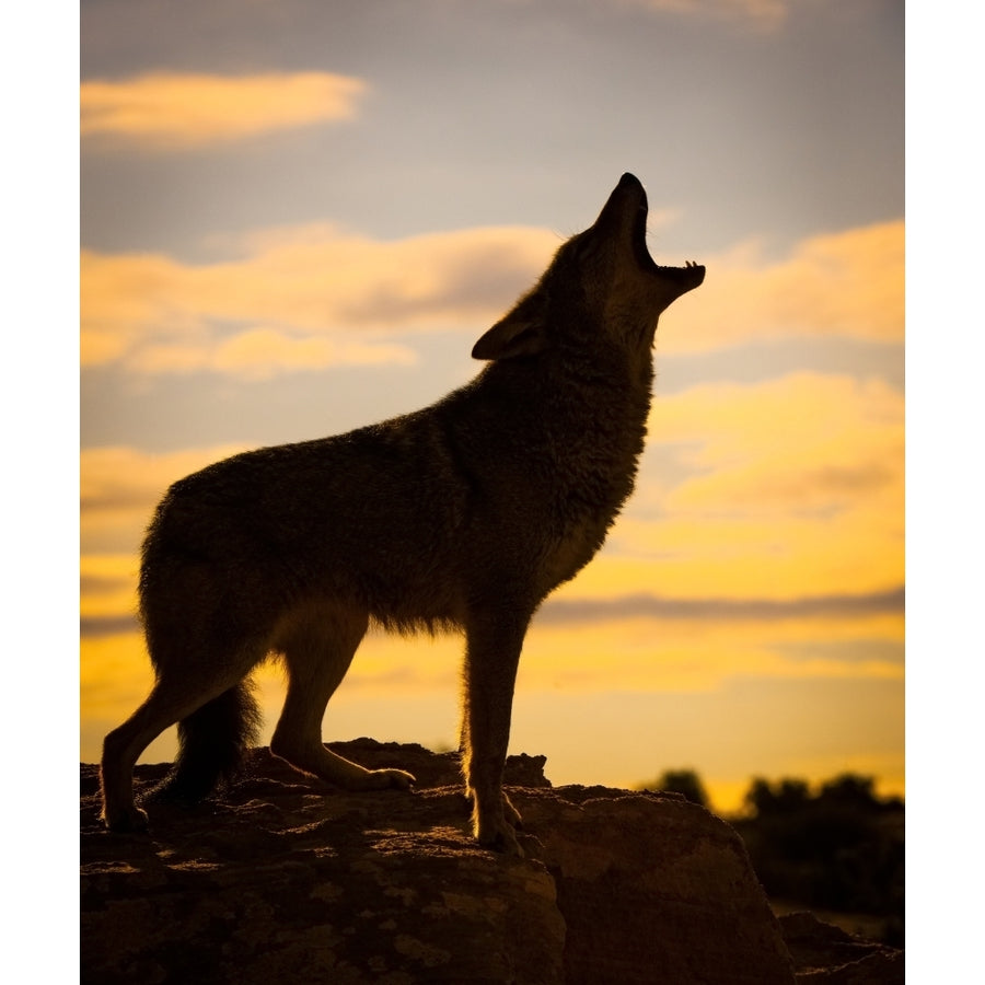 Coyote howling at sunset Triple D Ranch; California United States of America Poster Print by Marg Wood Image 1