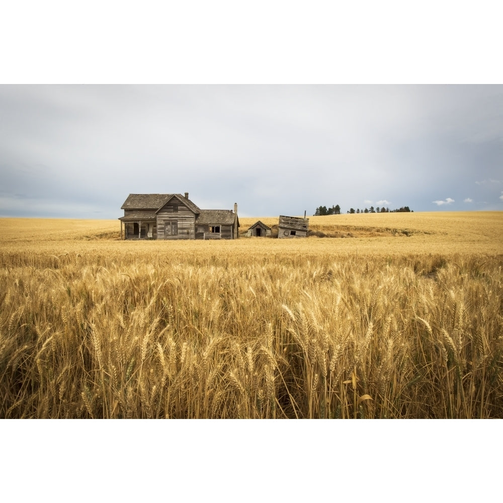 An old wooden farmstead in a wheat field; Palouse Washington United States of America Poster Print by Marg Wood / Desi Image 1