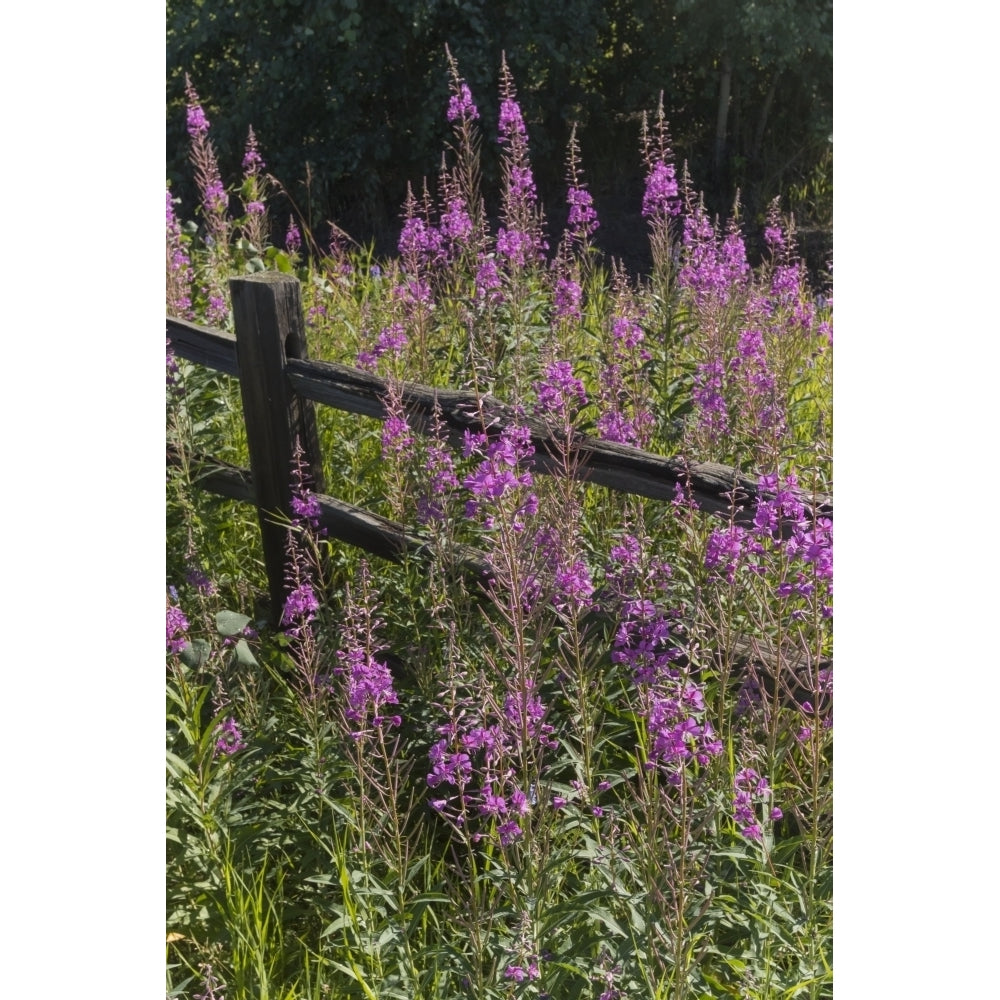 Fireweed and split rail fence South-central Alaska in summertime; Alaska United States of Am Image 1