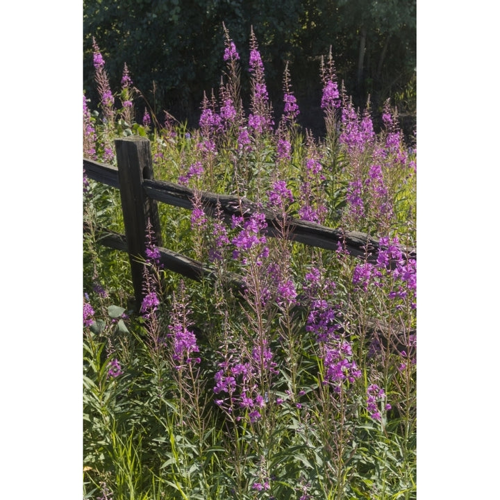 Fireweed and split rail fence South-central Alaska in summertime; Alaska United States of Am Image 2