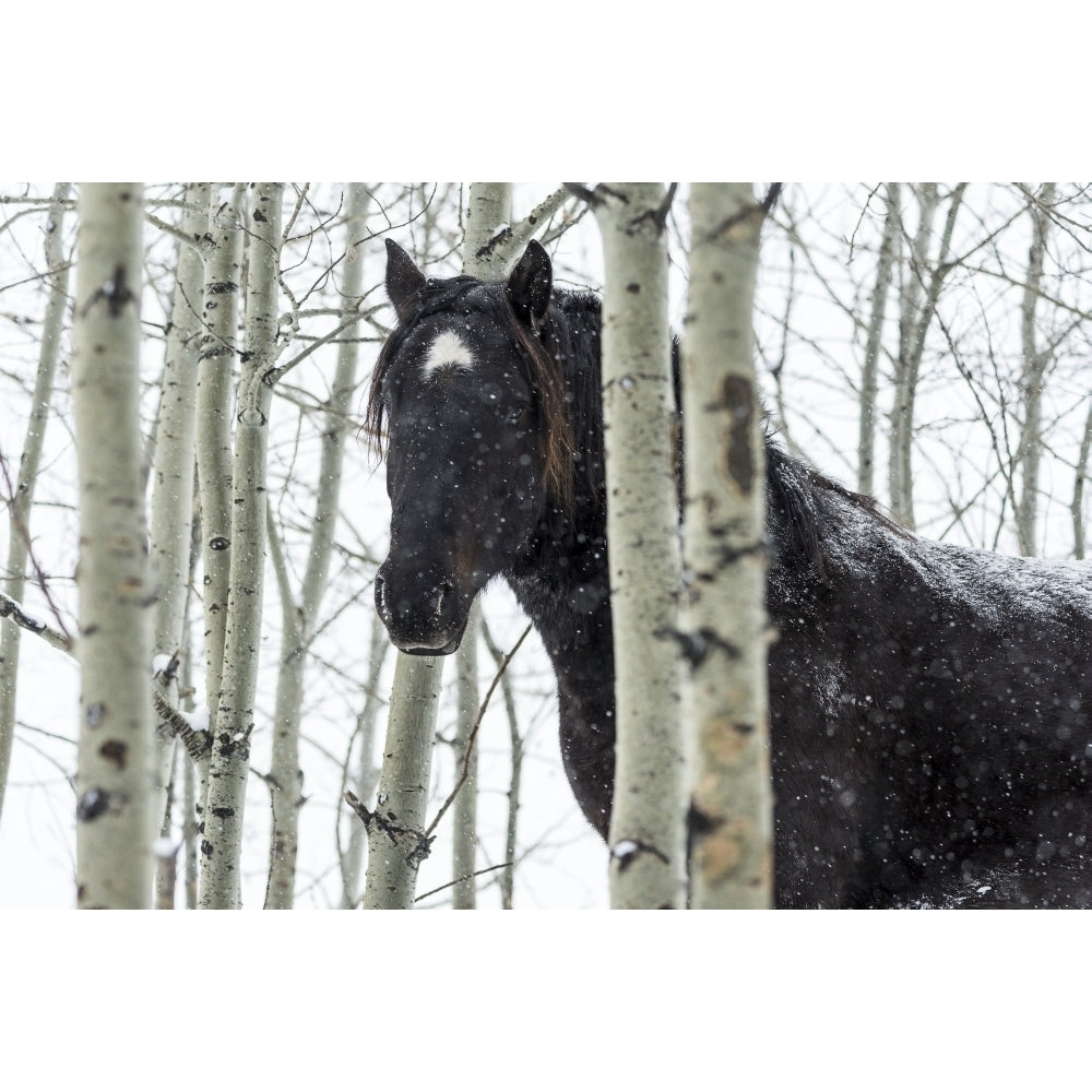 Wild horse in a snowstorm; Turner Valley Alberta Canada Poster Print by Deb Garside / Design Pics Image 1