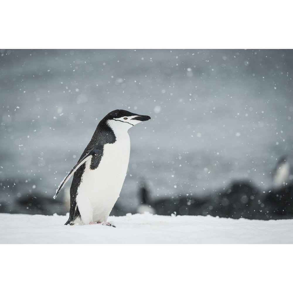 Chinstrap Penguin in a snowfall; Half Moon Island South Shetland Islands Antarctica Poster Pri Image 1