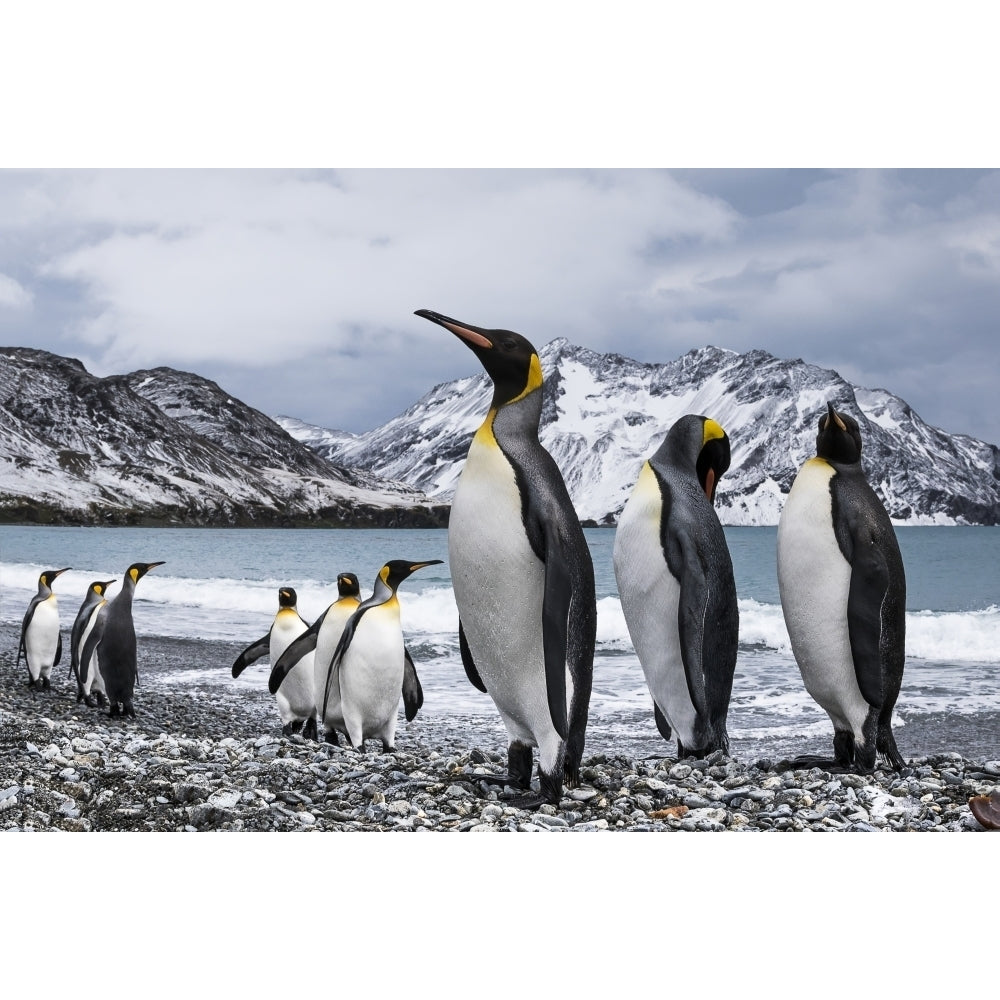 Nine King Penguins ; South Georgia South Georgia and the South Sandwich Islands United Kingdo Image 2