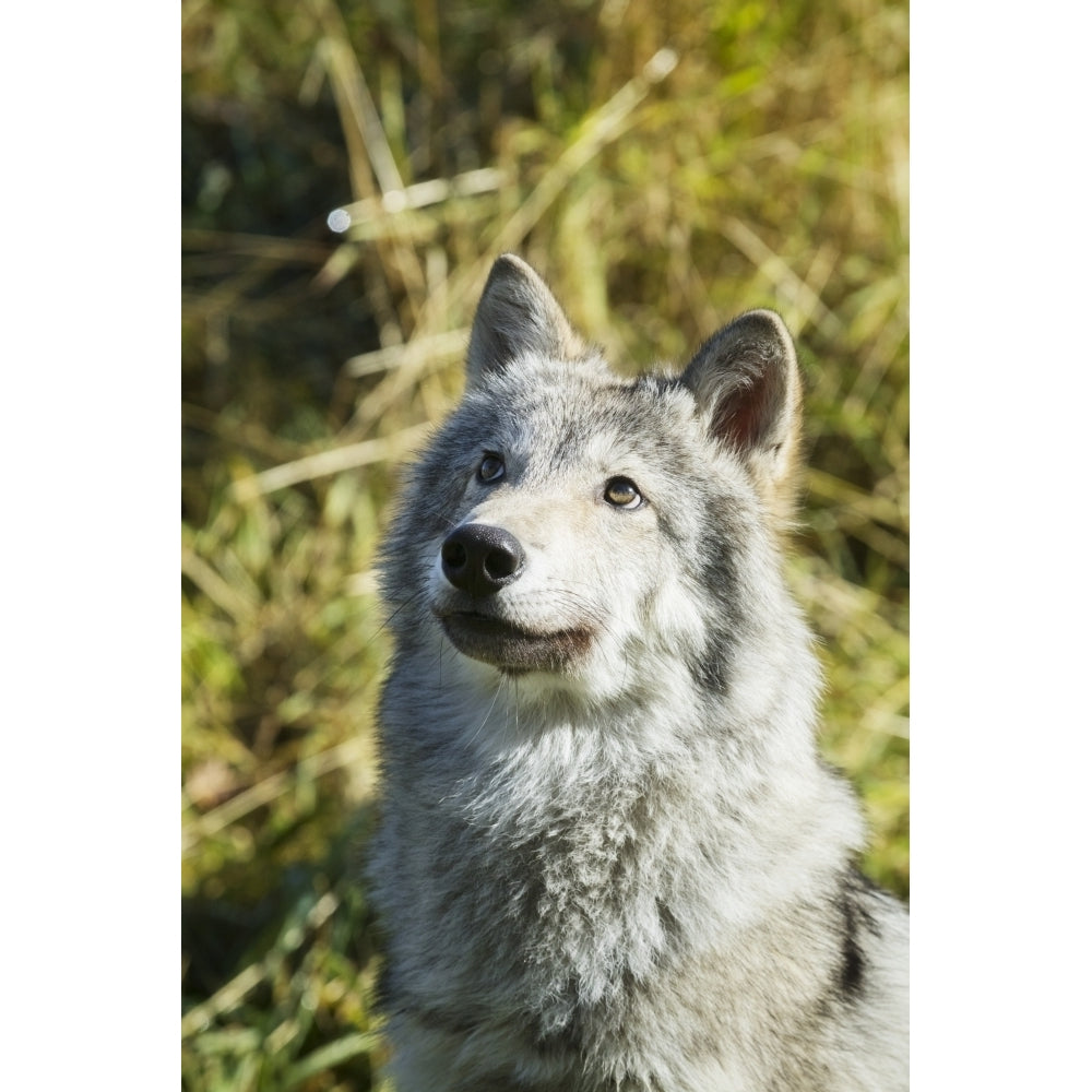 Portrait of a female Gray Wolf looking up captive Alaska Wildlife Conservation Center; Portage Alaska Image 1