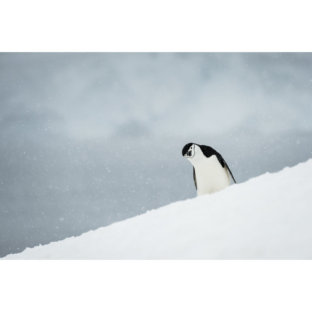 Chinstrap Penguin with its head cocked to the side; Half Moon Island South Shetland Islands A Image 1