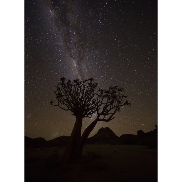 The milky way slashes across the night sky above a quiver tree in Richtersveld National Park Image 1