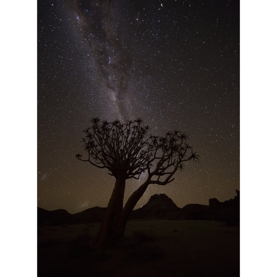 The milky way slashes across the night sky above a quiver tree in Richtersveld National Park Image 1