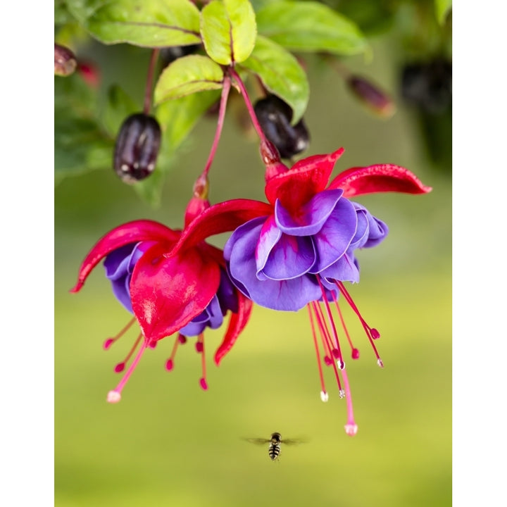 Close up of fuchsia and insect in garden; South-central Alaska; Eagle River Alaska United States of America Poster Pri Image 1