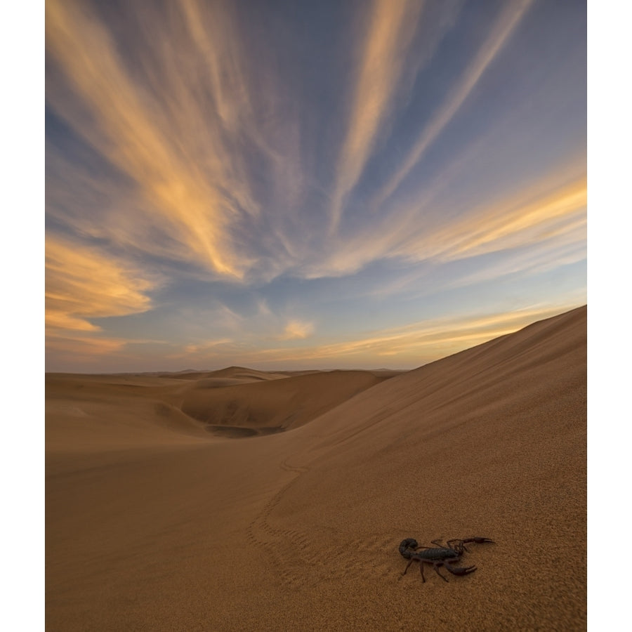 Scorpion walking through the desert; Swakopmund Namibia Poster Print by Robert Postma / Design Pics Image 1