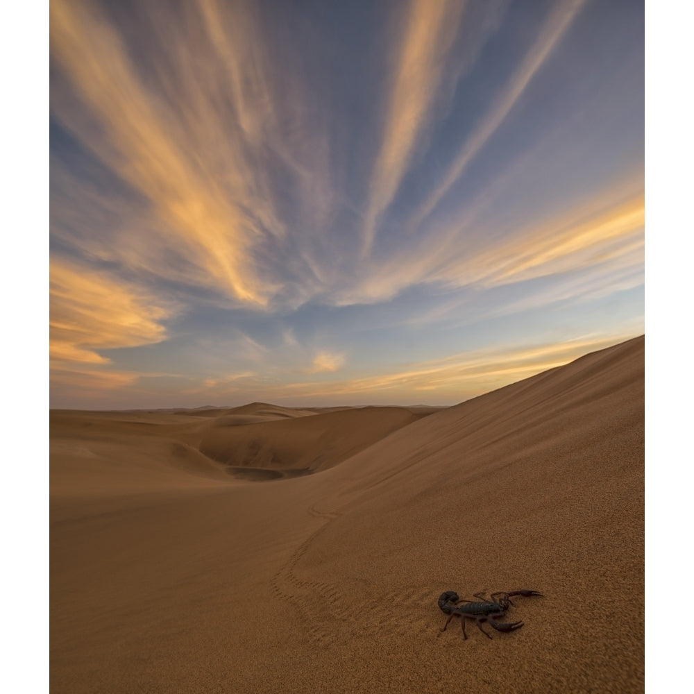 Scorpion walking through the desert; Swakopmund Namibia Poster Print by Robert Postma / Design Pics Image 2