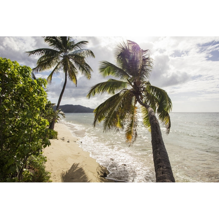 Two palm trees on the beach with sun flare; St. Croix Virgin Islands United States of America Poster Print by Jenna Sz Image 1