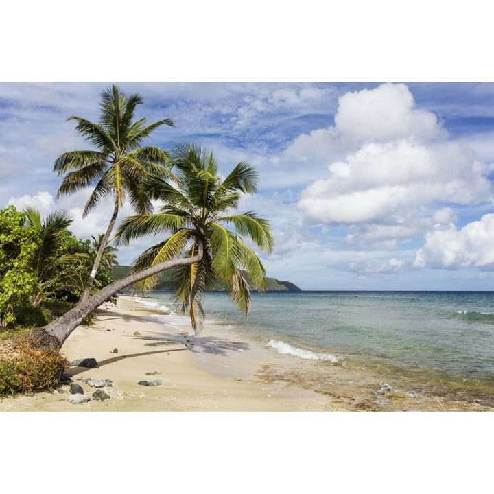 A gorgeous palm tree stretches out over the beach; St. Croix Virgin Islands United States of America Poster Print by J Image 1