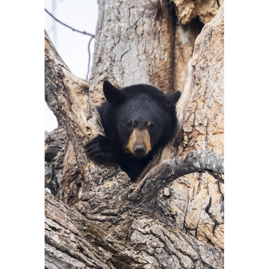 Captive: Black Bear In A Cottonwood Tree At The Alaska Wildlife Conservation Center Southcentral Alaska USA by Doug Image 1