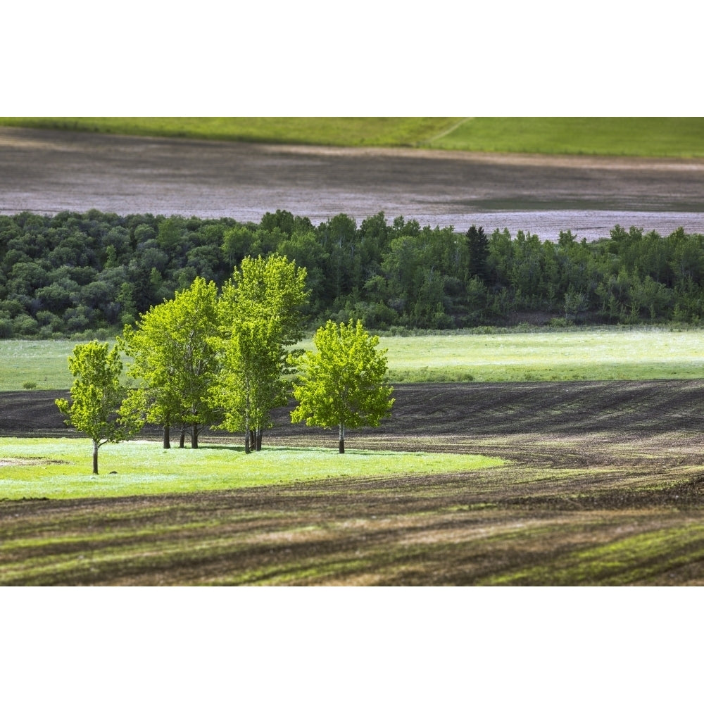 A group of trees in a grassy field surrounded by soil and a row of trees in the background West of High River; Alberta Image 1