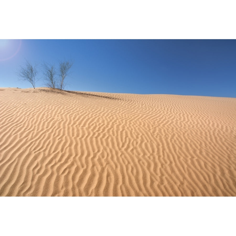 Three Small Bushes Grow At The Top Of A Sand Dune; Mendoza Argentina Poster Print by Philippe Widling 12317551 Image 1