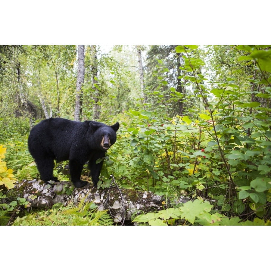 Black Bear Standing On A Log In A Lush Forest South-Central Alaska; Alaska United States Of America by Charles Image 1