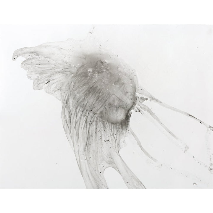 Jellyfish against a white background Poster Print by Glen Ronald / Design Pics Image 1