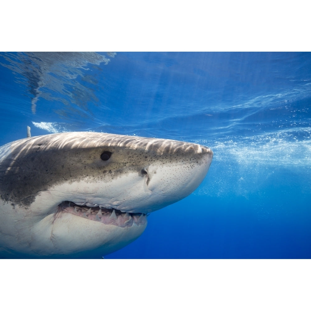 Great white shark ; Guadalupe Island Mexico Poster Print by Dave Fleetham / Design Pics Image 1