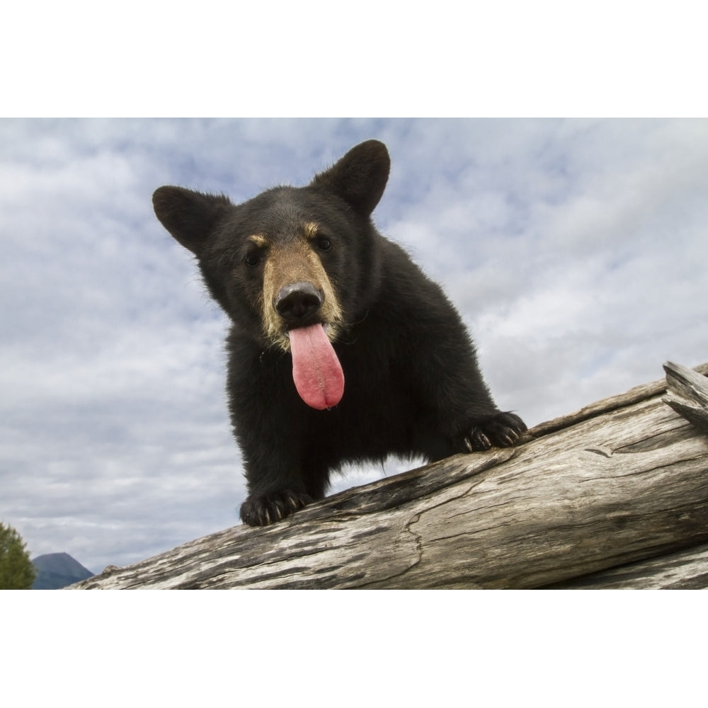 Black bear cub with its tongue out captive in Alaska Wildlife Conservation Center South-central Al Image 2