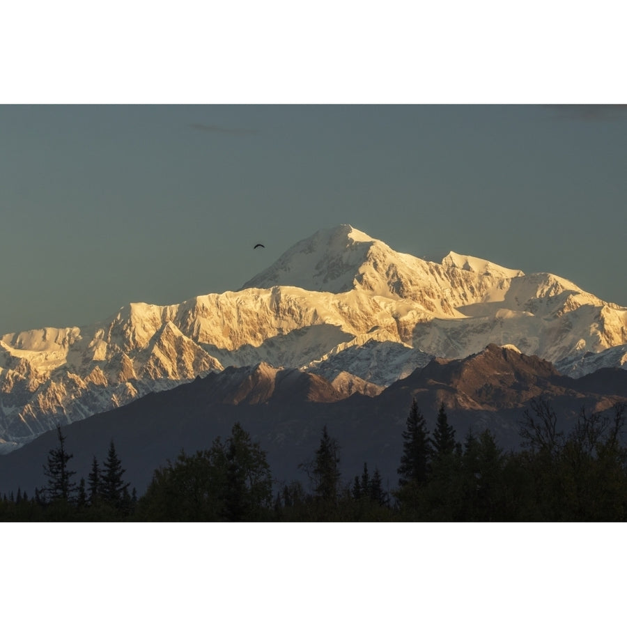 A Bald Eagle flies near summit of Denali photograph taken from the Parks Highway near South Image 1