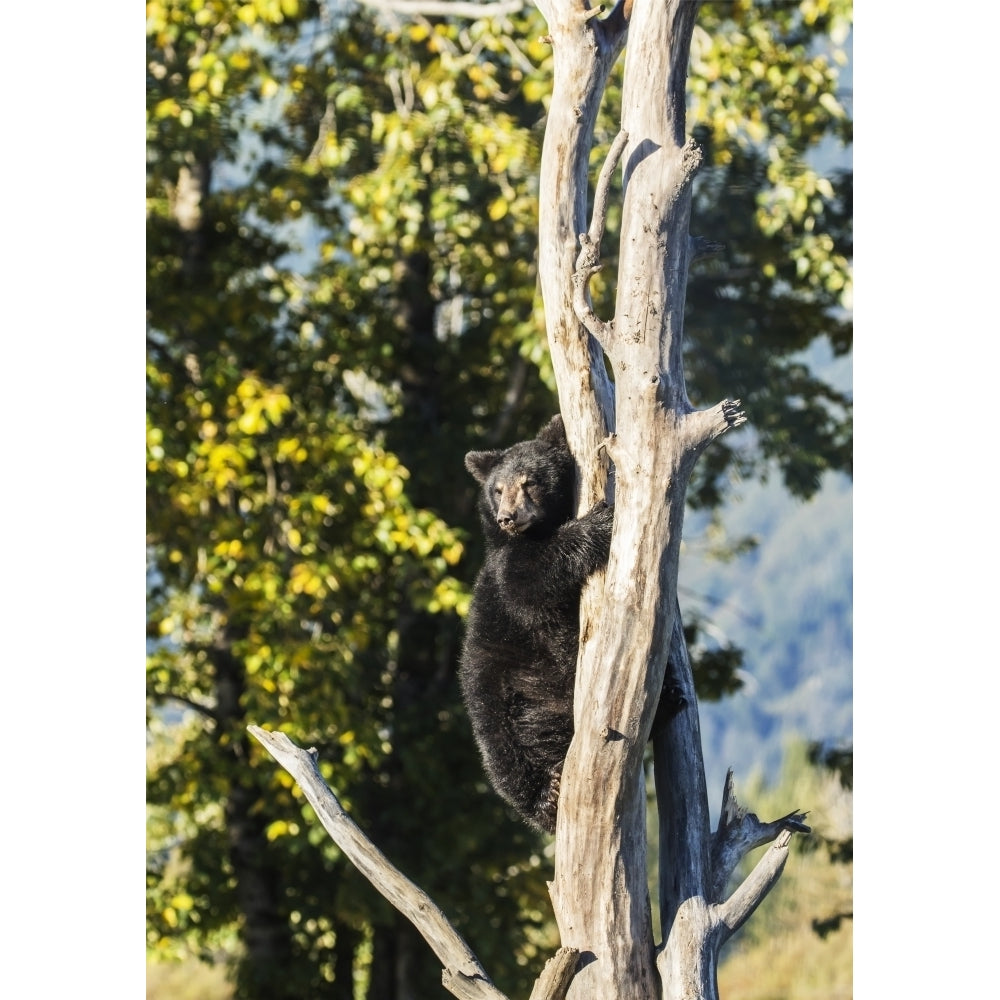 Black bear cub climbing a tree Alaska Wildlife Conservation Center South-central Alaska; Portage A Image 1