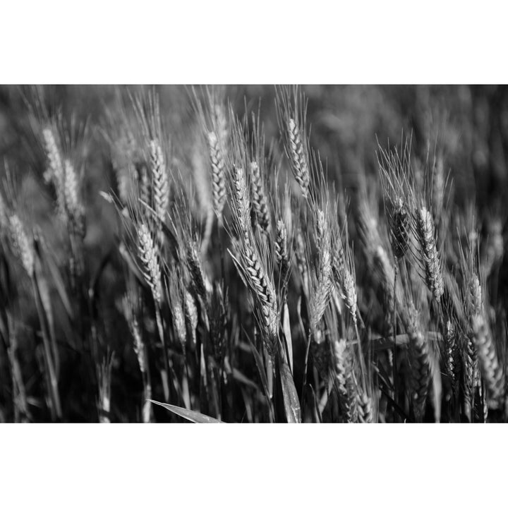 Black and white image of barley grain in the rolling fields in Palouse County of Eastern Washington; Washington United Image 2