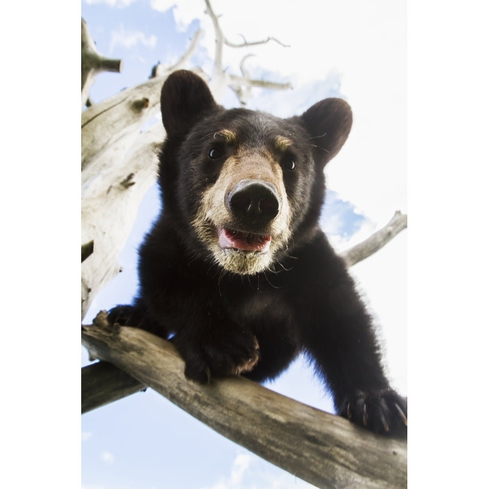 Black bear cub captive in Alaska Wildlife Conservation Center South-central Alaska; Portage Alaska Image 2