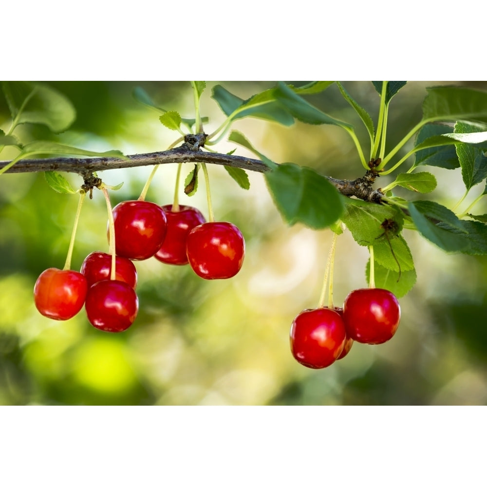 Close up of red ripe cherries hanging on a branch; Calgary Alberta Canada Poster Print by Michael Interisano / Design Image 2